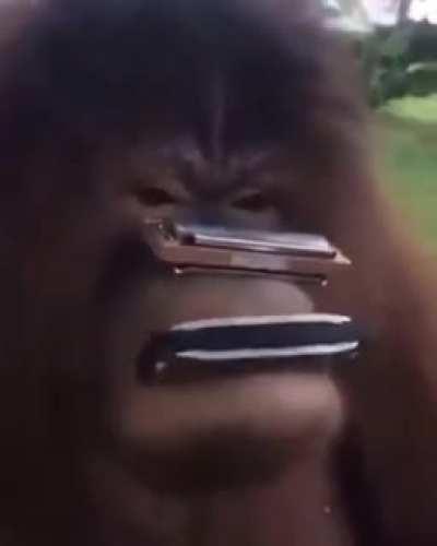 such talented monke 😍😍😍