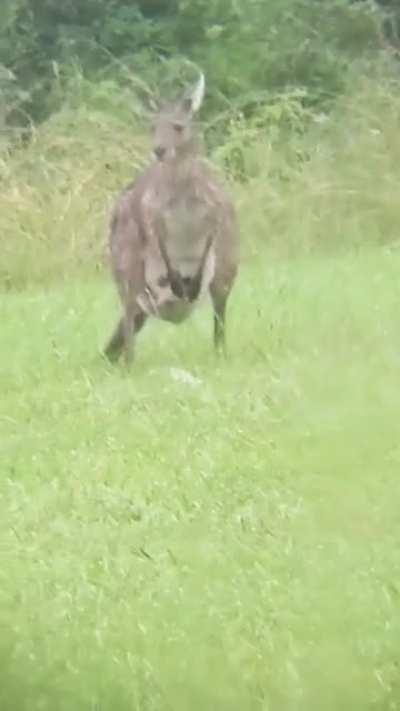 Kangaroo and Joey spotted outside my window.