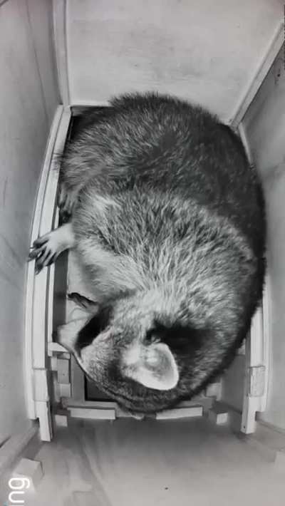 I have come to the conclusion. THIS is my spirit animal!!!! 🦝