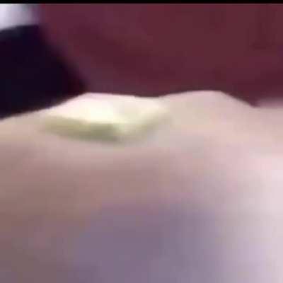 you encounter a wild butterdog! pet it or fight it?