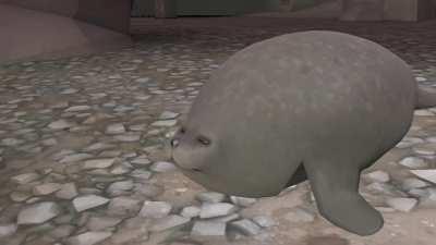 How everyone reacted to the seal.