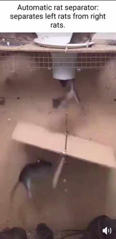 Are yall left rats or right rats