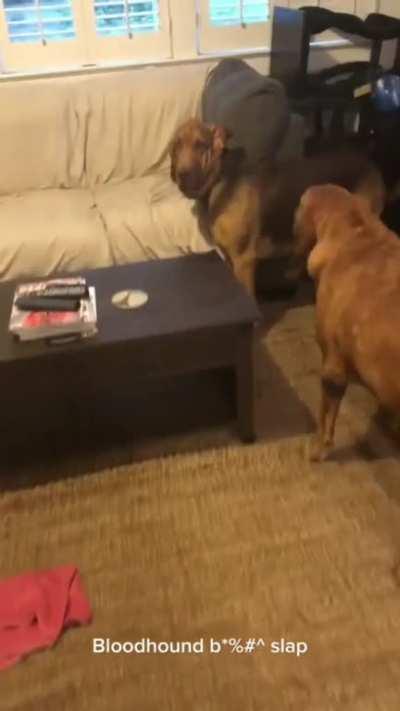 Bloodhound siblings teasing/annoyance feels very familiar