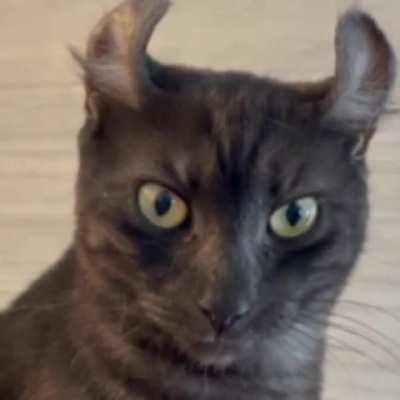 I make a piece of shit and I hope you hate it