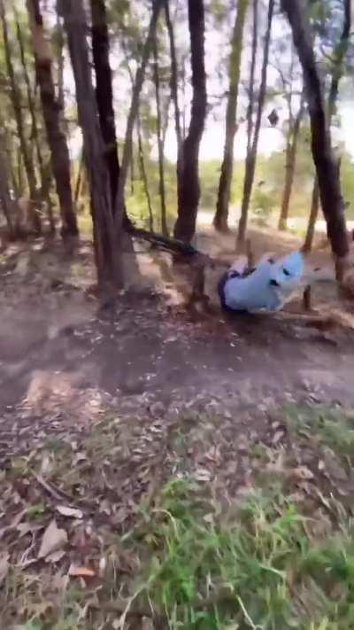 Y’all thought y’all was safe 🌲