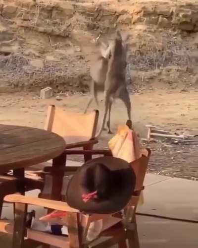 Вечно так - нажрутся и начинают морды бить