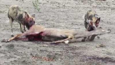 African Wild Dogs nibbling on a live Kudu