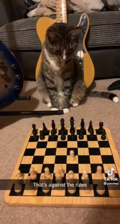 Conhecem o gambito do felino?