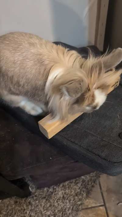 Rocky rejecting approved wood