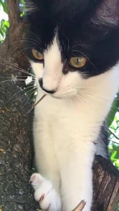 the time my cat bit off a lizard's tail [don't worry, the lizard got away]