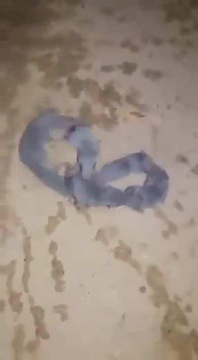 Rodents in a neverending loop