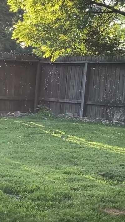 So turns out humans can control gnats with sound...