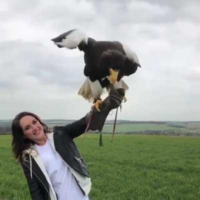 🔥 The biggest eagle in the world - Steller's sea eagle! Credit: @birdsjade