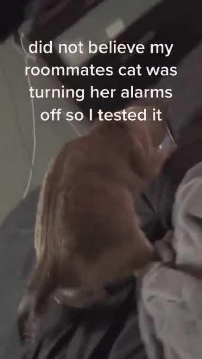This cat really hates alarms