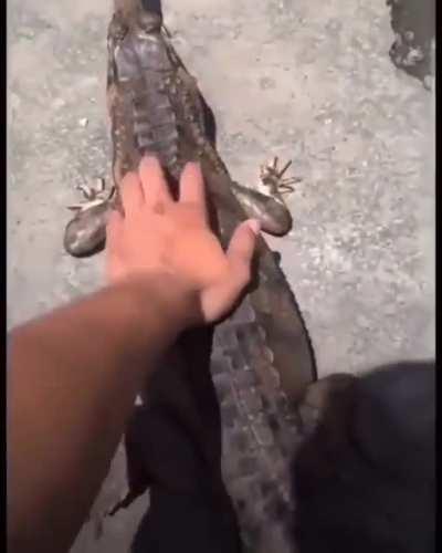 When you tame a lizard-pt.2