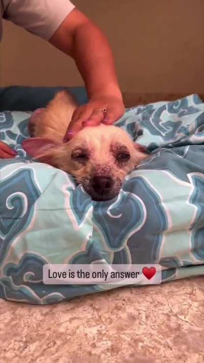 Little Dog With Almost Zero Fur, Due To Mange, Rescued and Transformed