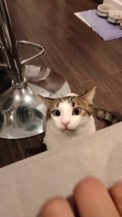 completely mesmerized by my hand 😂 video of my brother's cat, Calcifer.