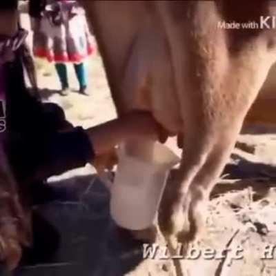 How to milk a cow...