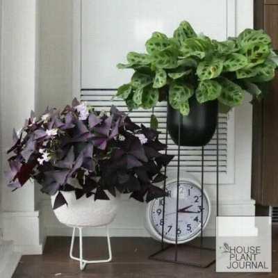 The dance of life❤️🌱.