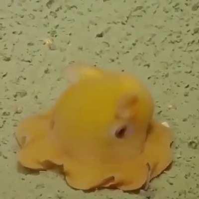 🔥 Dumbo octopus