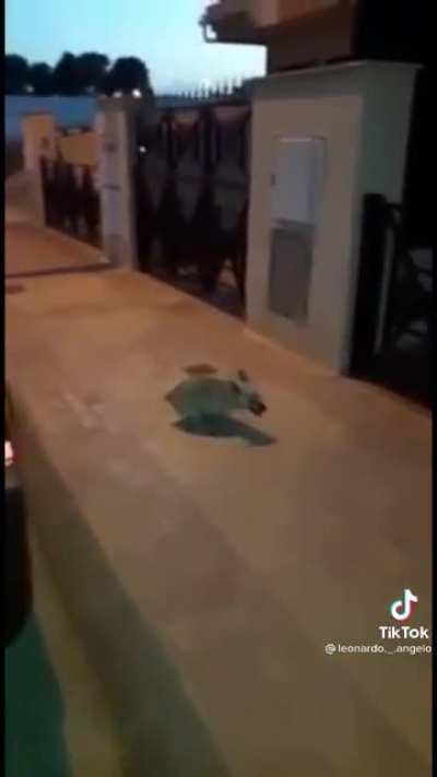 BeelcitosMemes - Video #1619