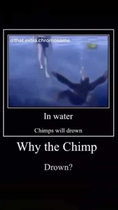 chimp chimp... drown