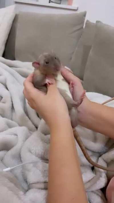 My sweet boy Whiskey