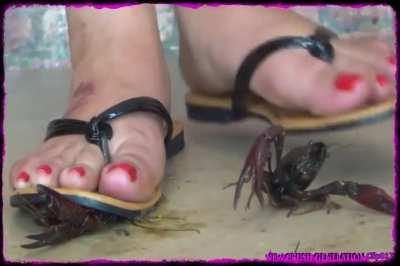 Craws 🦐 🦐 flatted in Flats 