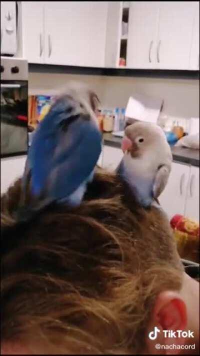 The dance of their people