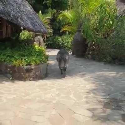 WCGW messing with a wild boar!