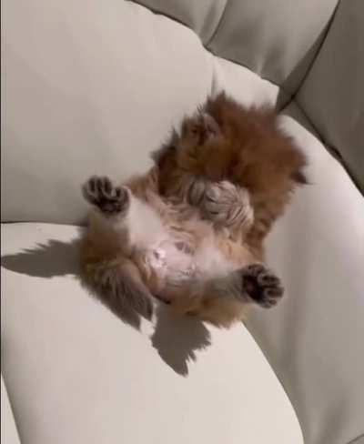 Redheaded and extremely fluffy