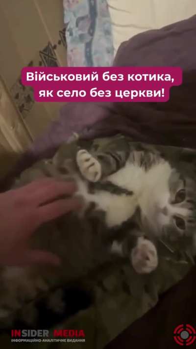 Every soldier needs a war cat