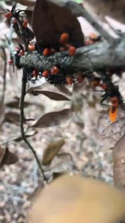 These creepy ass bugs I found.