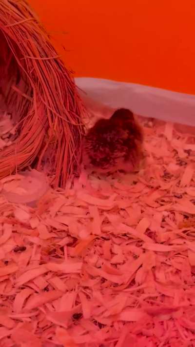 Chick hopping on leg struggling to use other since hatch. Need help?