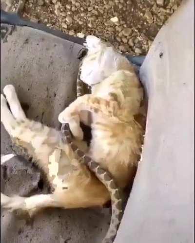Cat realizes she was cuddling with a snake
