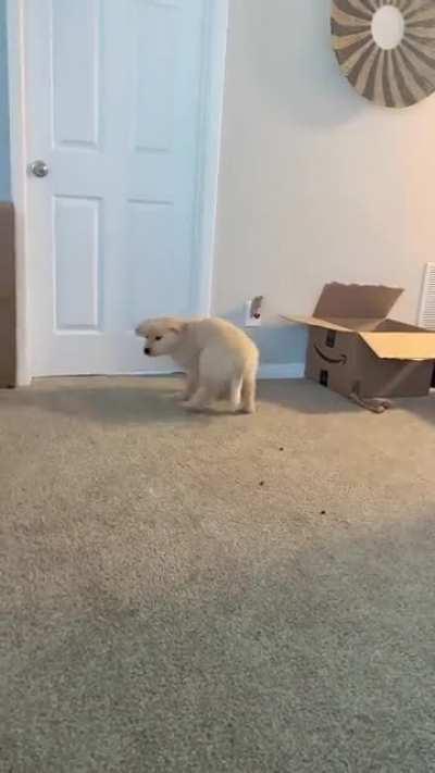 Not the smartest in the swamp