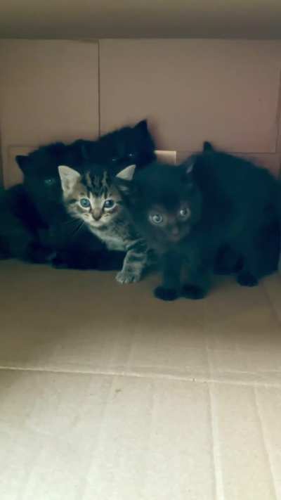 Five Super Spicy Habanero Kittens 🐈‍⬛