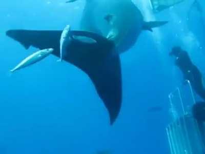 🔥 Deep Blue, The Largest Surviving Great White Shark
