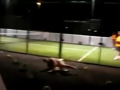 Going streaking through the quad