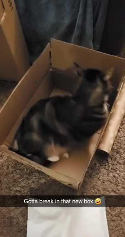 My buddy Noodle having a ball with all the Christmas wrapping going on right now