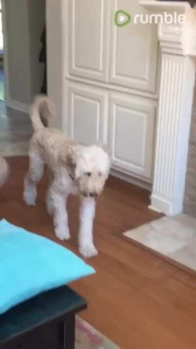 mEaN dOg mAkEs fUn oF diSaBiLiTy