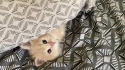 Smol criminal falling into my trap