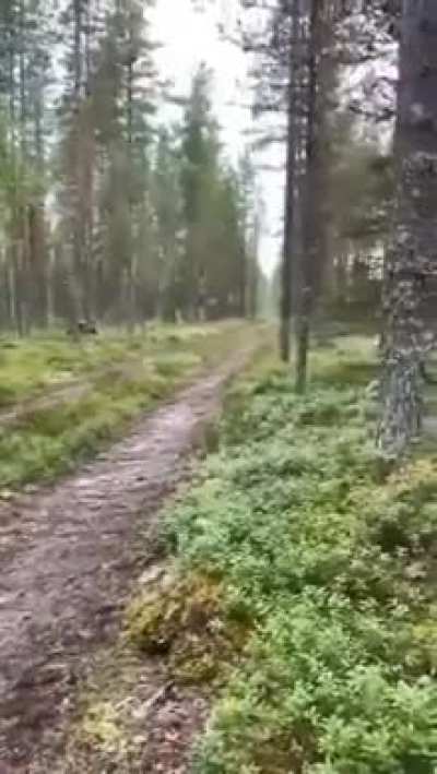 Rabbit outsmarting a hound because it knows the dog is following the scent... I´m sure there´s a good story for children to be made out of this