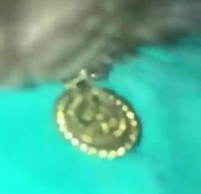 Omigosh Look It’s Famous Rat Musician Biggie Cheese!