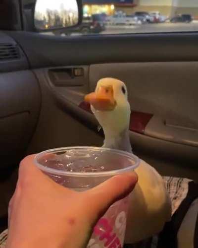 Pato degustando água