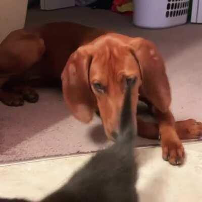 My dog thinks the kitten is her baby