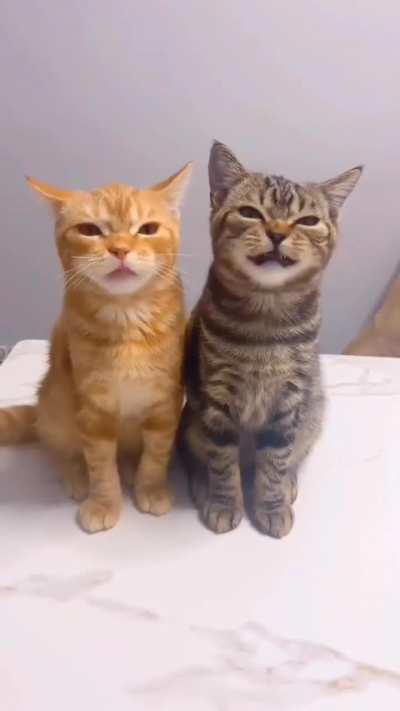 Why do they meow so strangely?