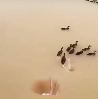 Where do birds come from? From another dimension: