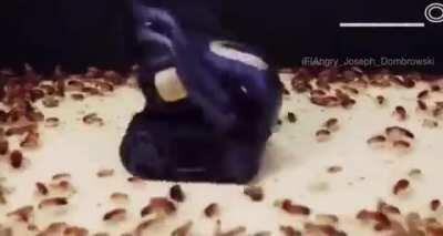 An interesting tittle