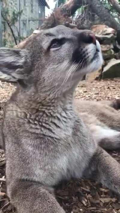 Cougar purring